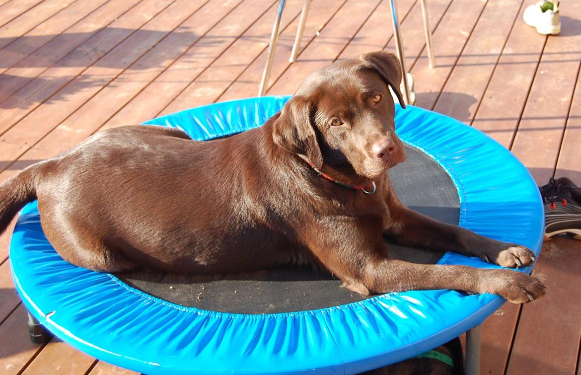 Labrador retriever Mokka! <3 - Hun elsker og ligge på den lille trampolin :) billede 4