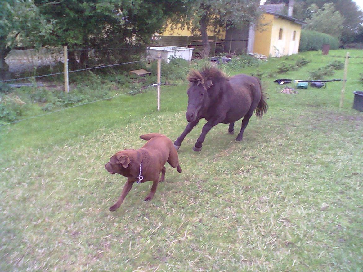 Labrador retriever Mokka! <3 - Det var så første og sidste gang Mokka var med inde ved hestene :)  billede 5