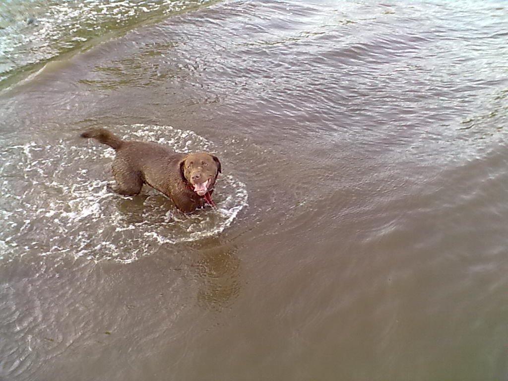 Labrador retriever Mokka! <3 - Så glad hun er for vandet! :) billede 7