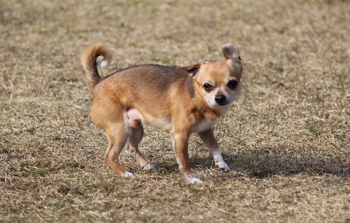 Chihuahua Turbo - Det blæser :D 16-03-2013 billede 14