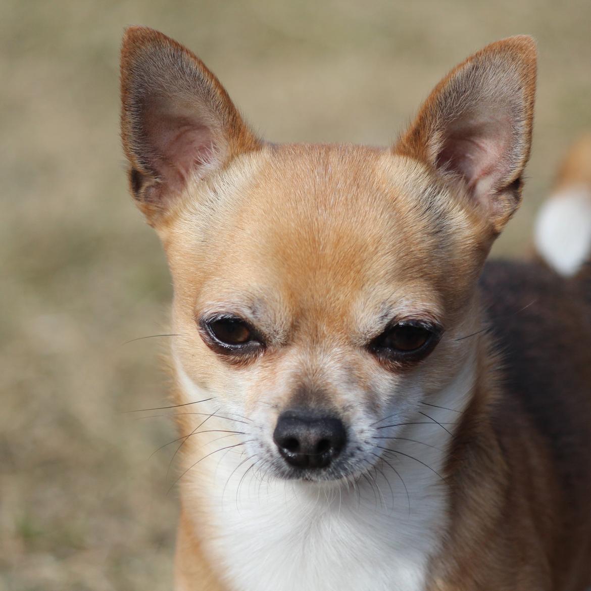 Chihuahua Turbo - 16-03-2013 billede 15