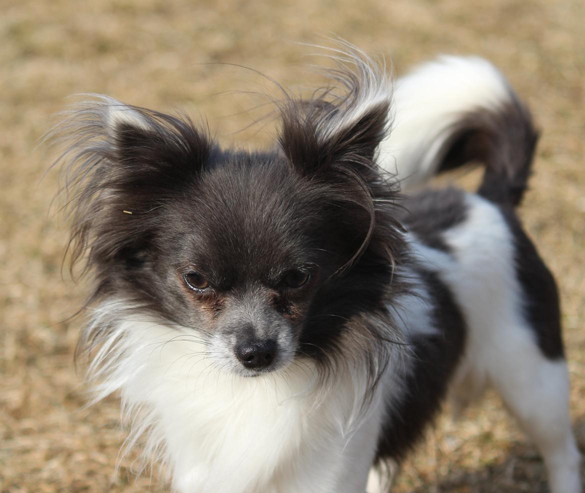 Chihuahua Boris - 16-03-2013 billede 11