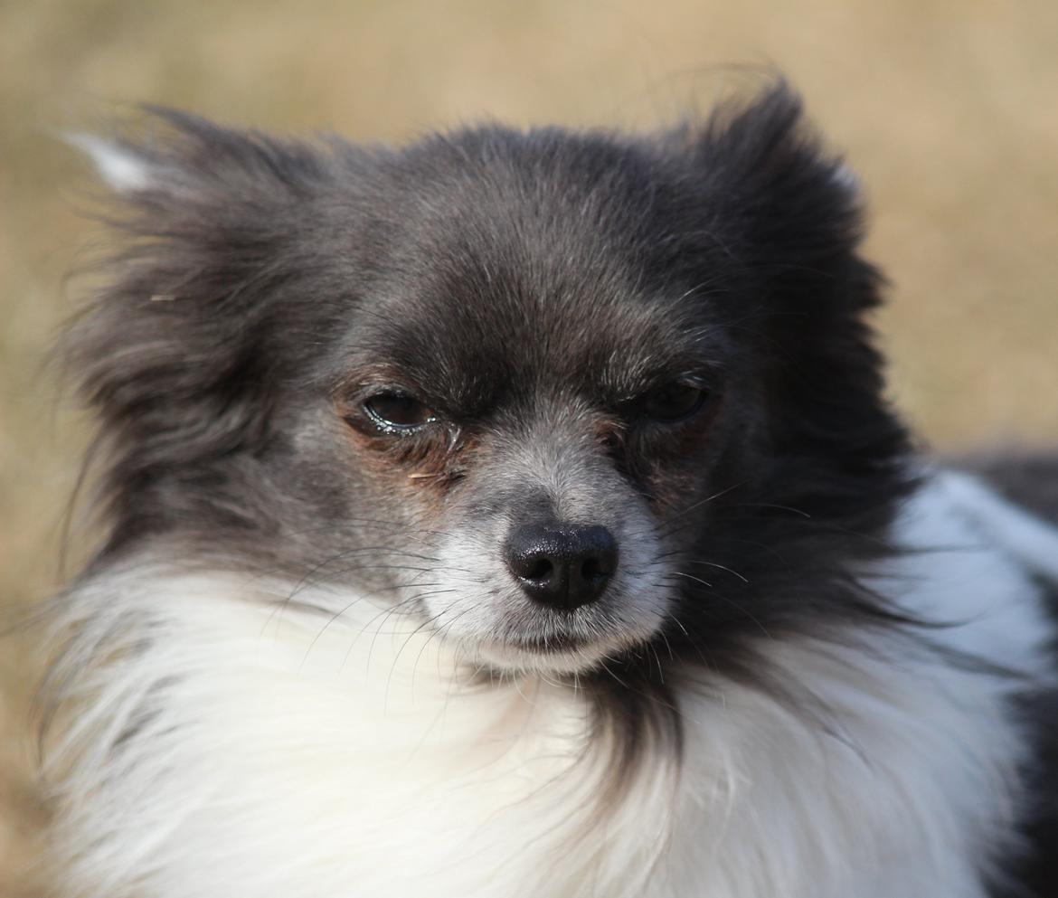 Chihuahua Boris - 16-03-2013 billede 12