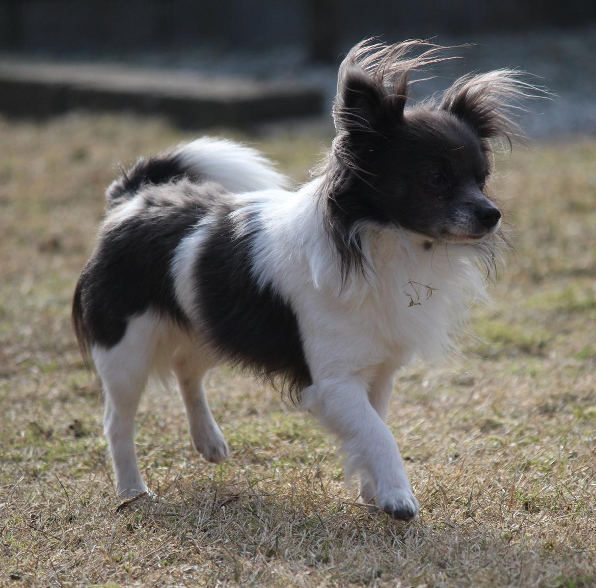 Chihuahua Boris - 16-03-2013 billede 2