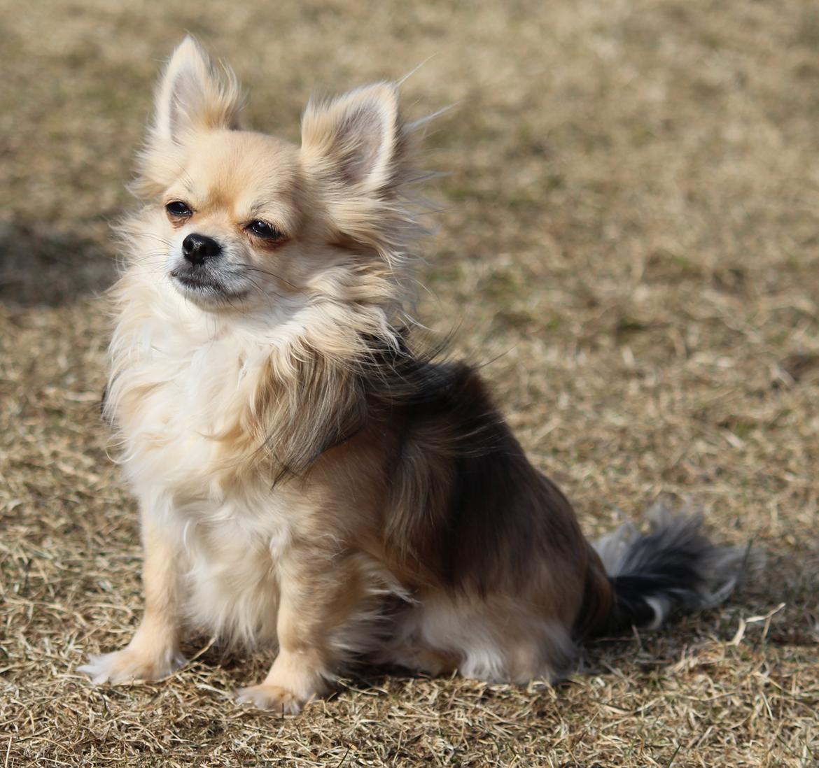 Chihuahua Arnold - 16-03-2013 billede 1