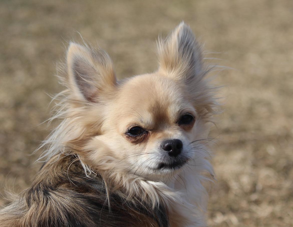 Chihuahua Arnold - 16-03-2013 billede 12