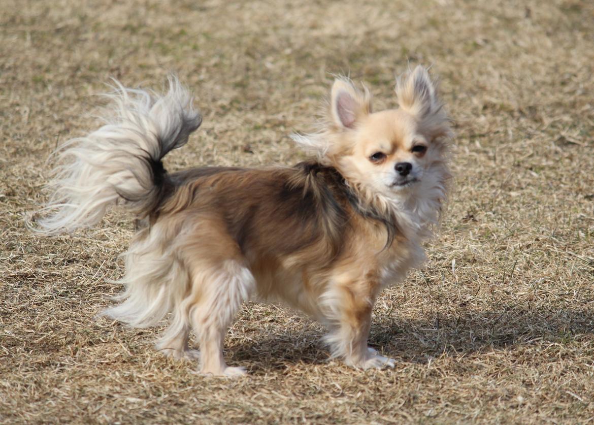 Chihuahua Arnold - 16-03-2013 billede 5