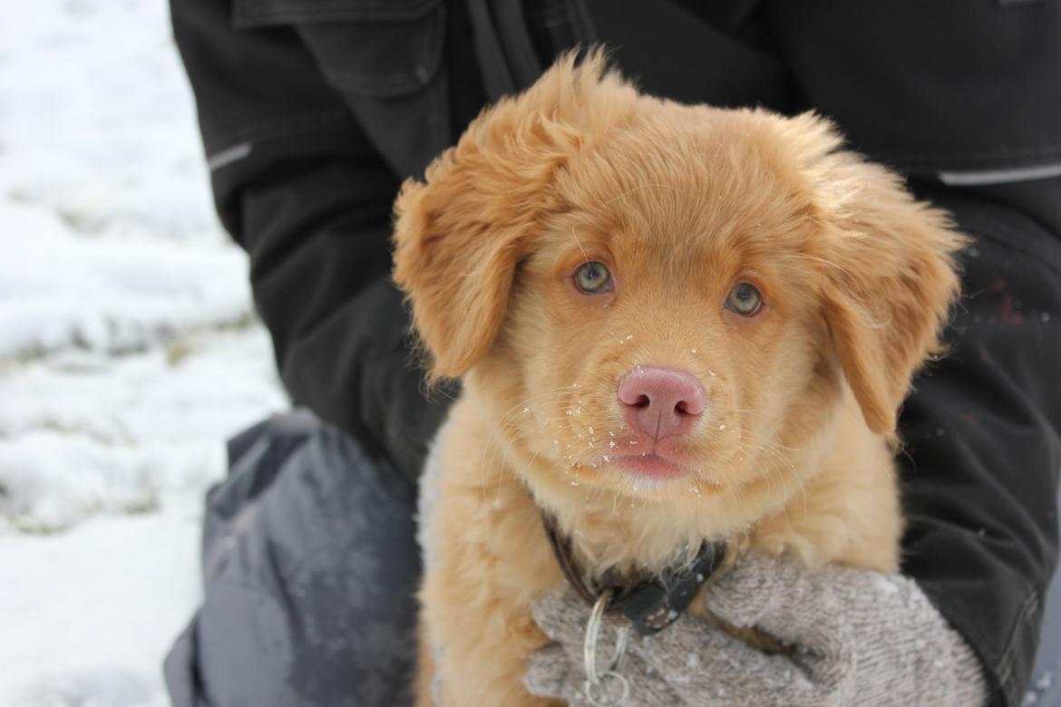 Nova scotia duck tolling retriever Mika "Himmelhund"  - Ved godt jeg er lækker ;) billede 34