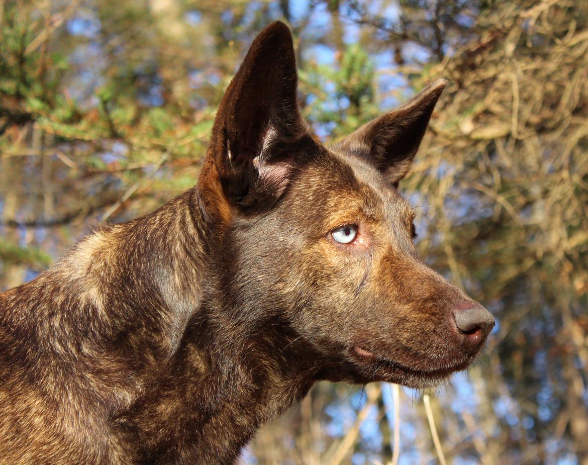 Blanding af racer Tia billede 1