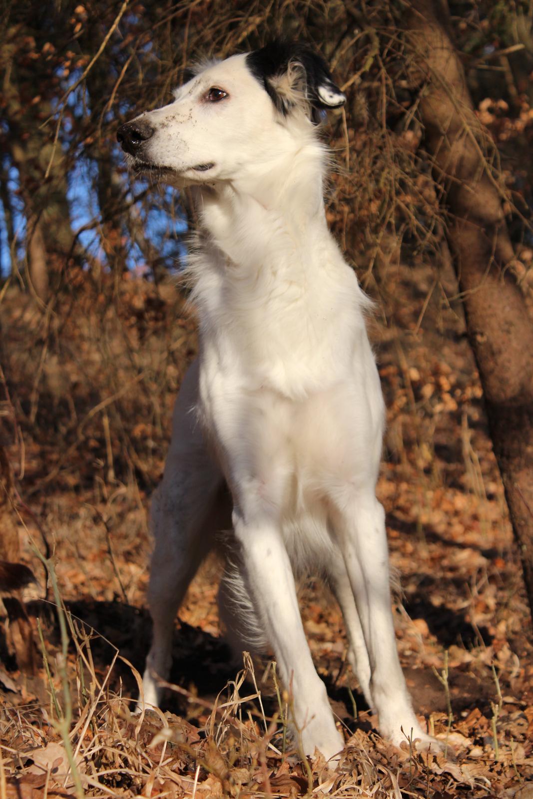 Blanding af racer Amigo billede 20