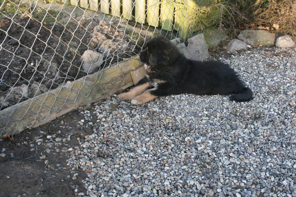 Tibetansk mastiff Ozzy - Jeg er jo en vogter... billede 13