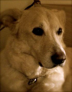 Blanding af racer Mickey billede 1