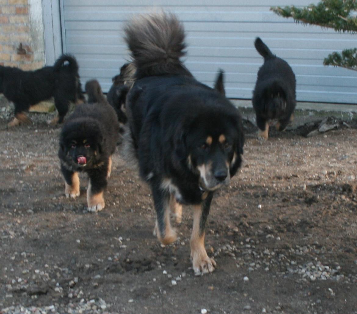 Tibetansk mastiff Ozzy billede 14