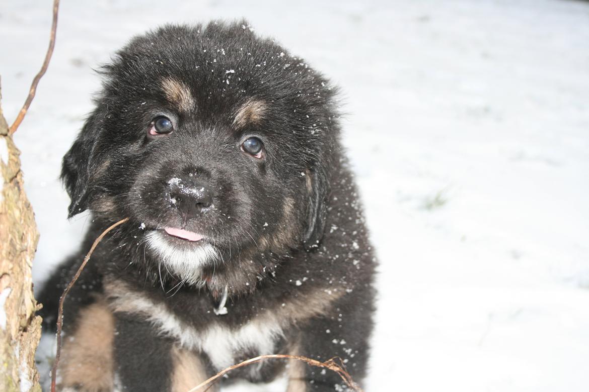 Tibetansk mastiff Ozzy billede 15