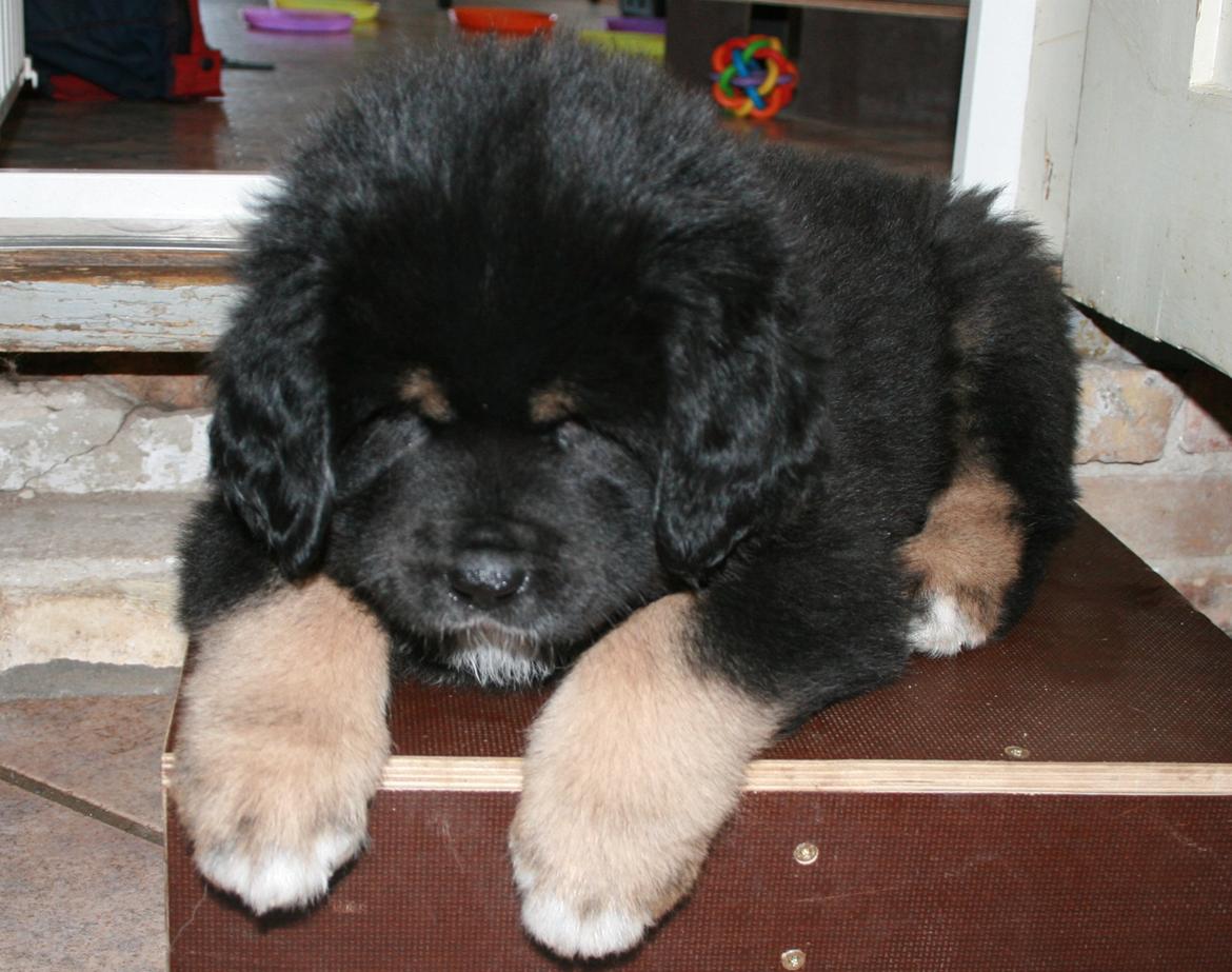 Tibetansk mastiff Ozzy billede 16