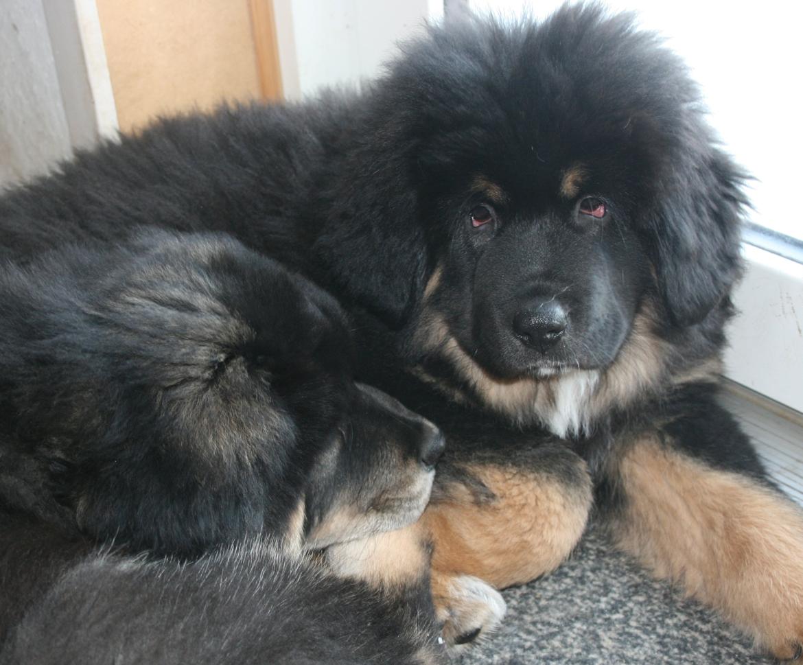 Tibetansk mastiff Ozzy billede 12