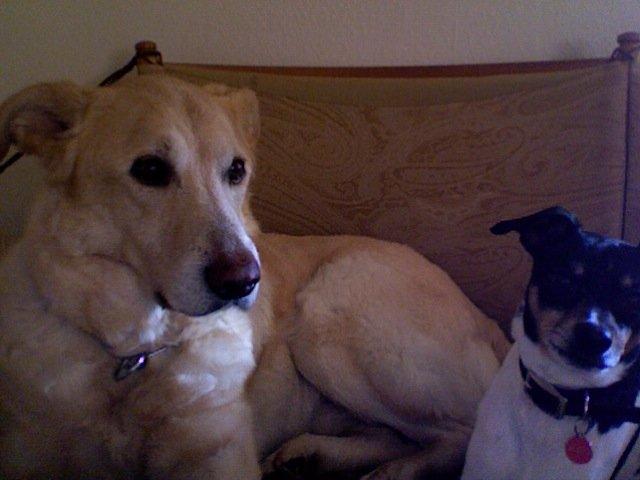 Blanding af racer Mickey billede 2