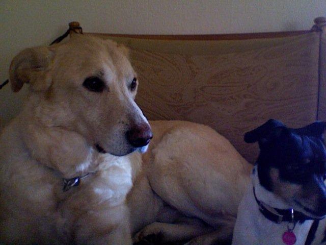 Blanding af racer Mickey billede 3