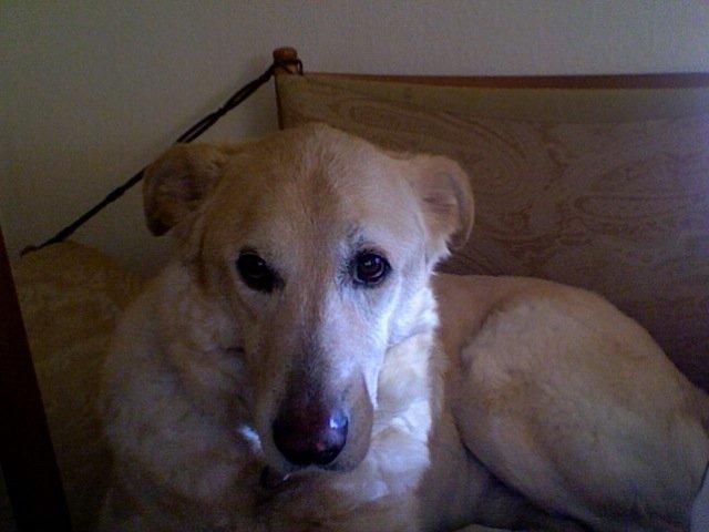 Blanding af racer Mickey billede 4