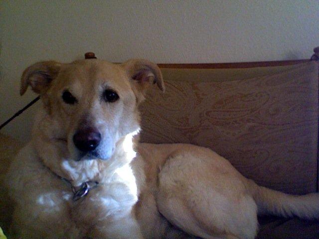 Blanding af racer Mickey billede 5