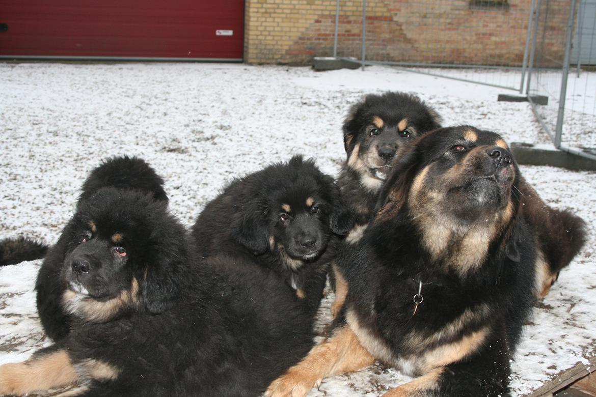 Tibetansk mastiff Ozzy - Mig til venstre :) billede 17