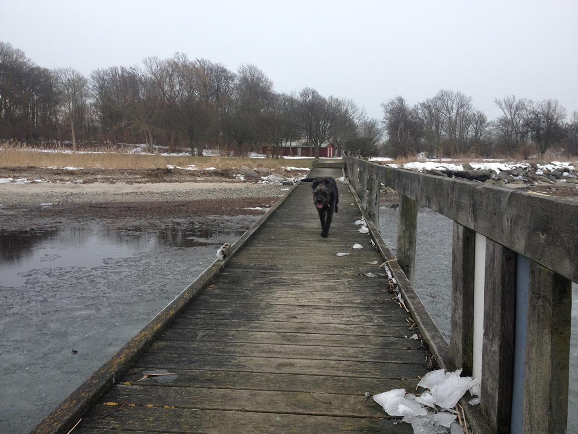 Blanding af racer King billede 15