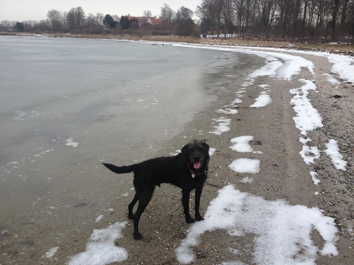 Blanding af racer King billede 16