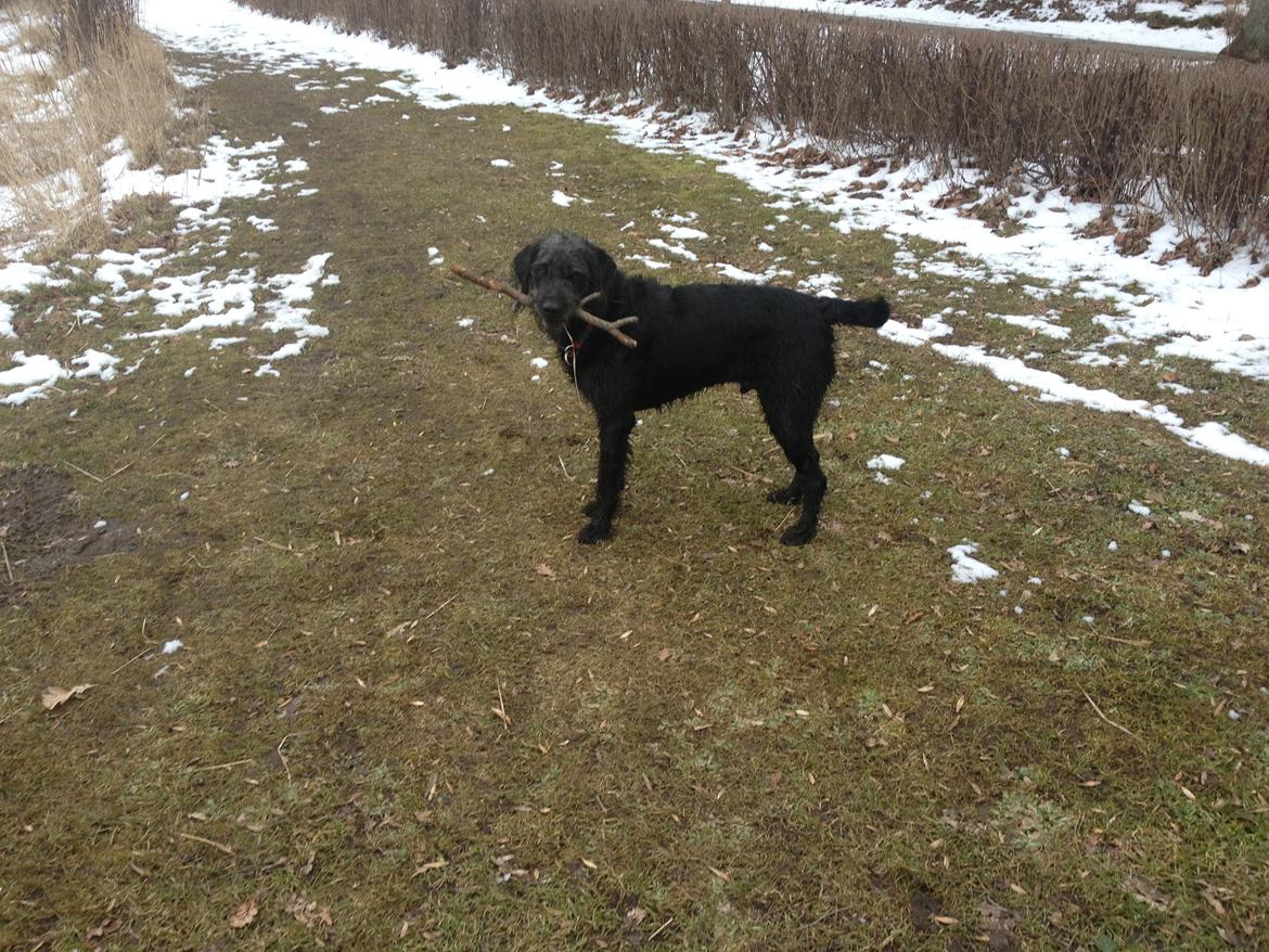 Blanding af racer King billede 17