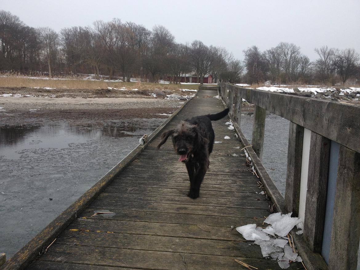 Blanding af racer King billede 18