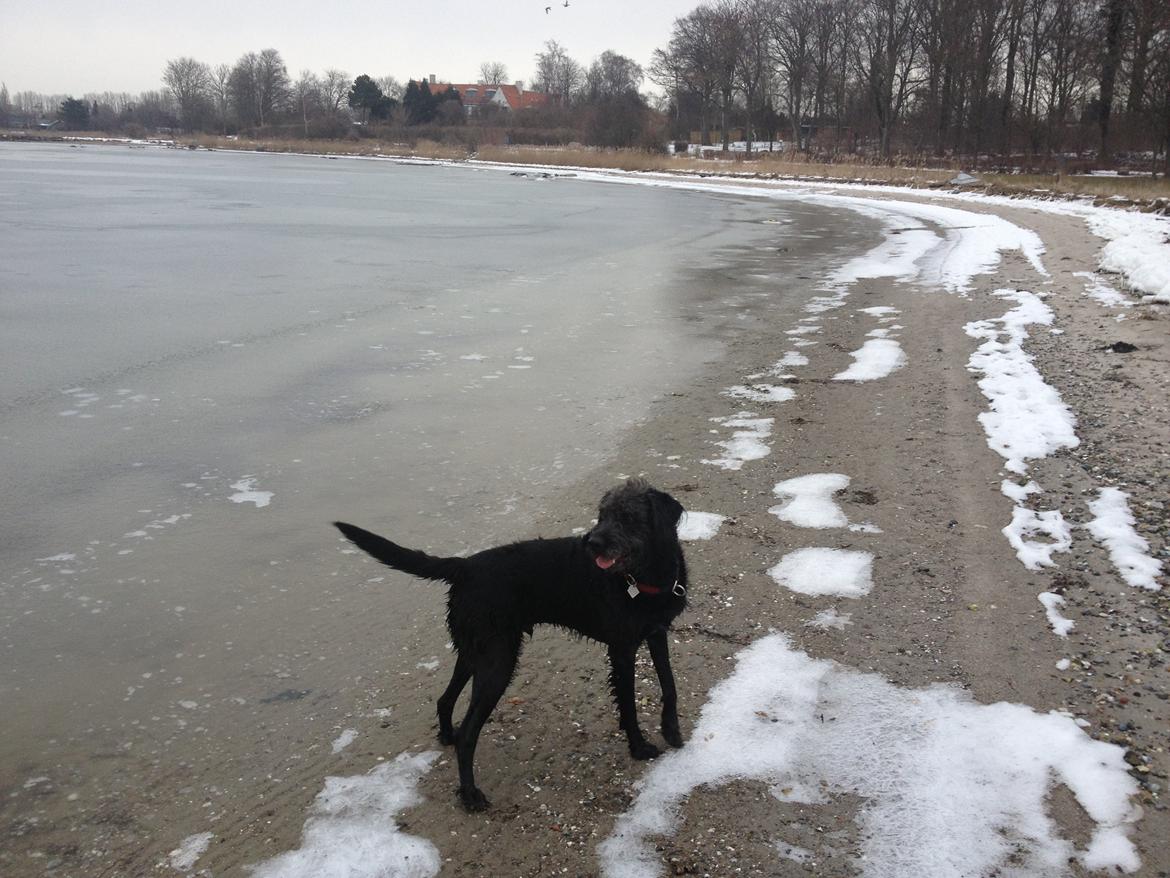 Blanding af racer King billede 19