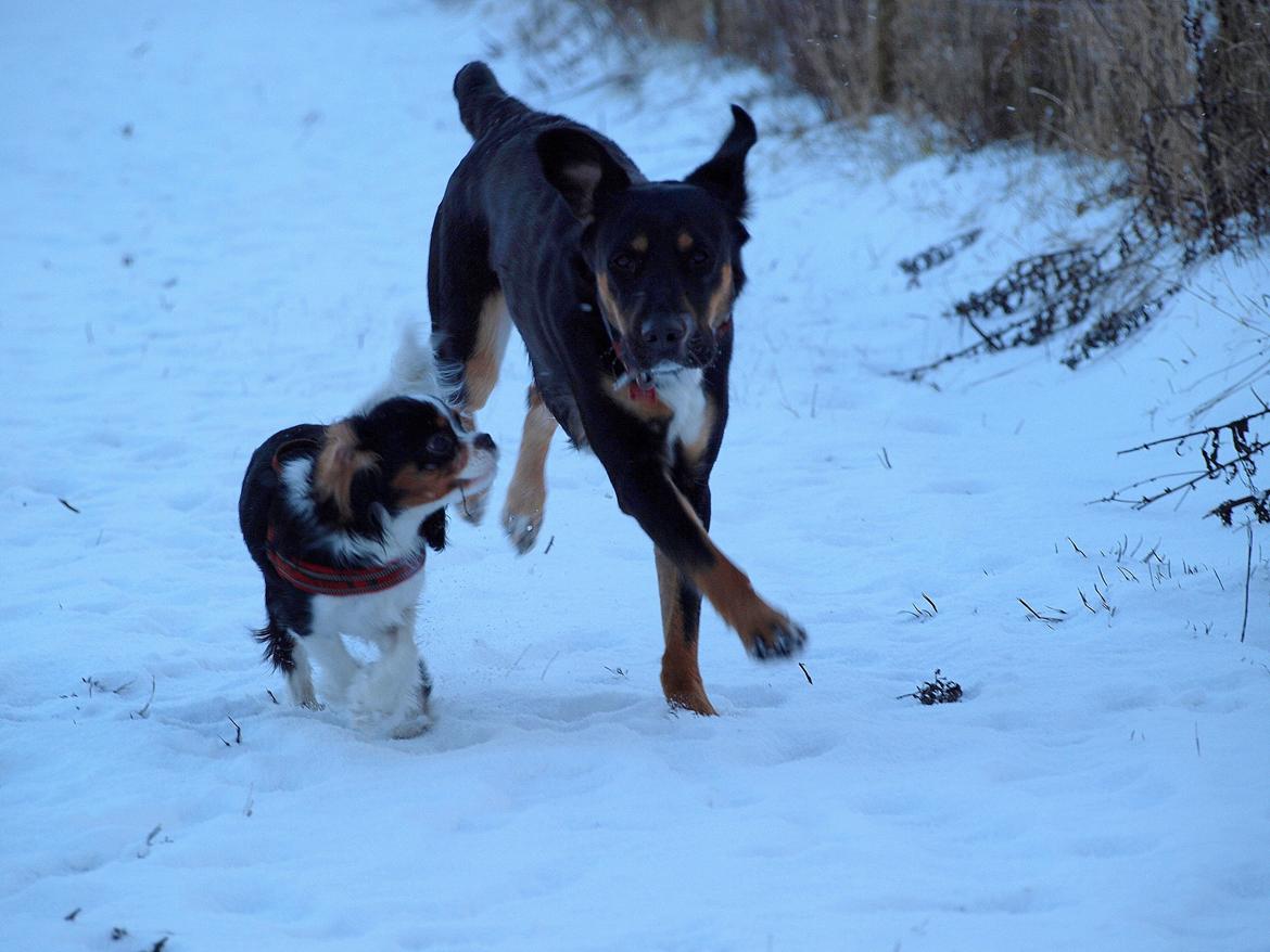 Cavalier king charles spaniel Aya - Aya og Mathilde leger i sneen billede 26