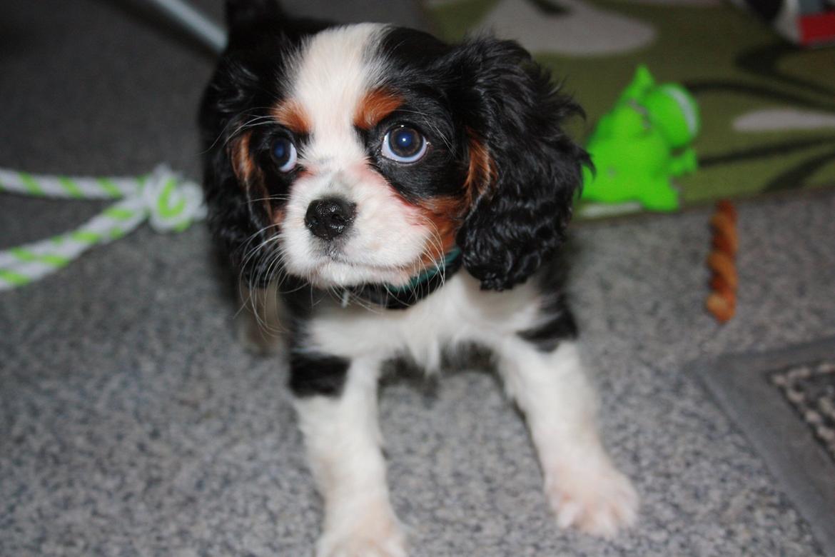 Cavalier king charles spaniel Pelle billede 12