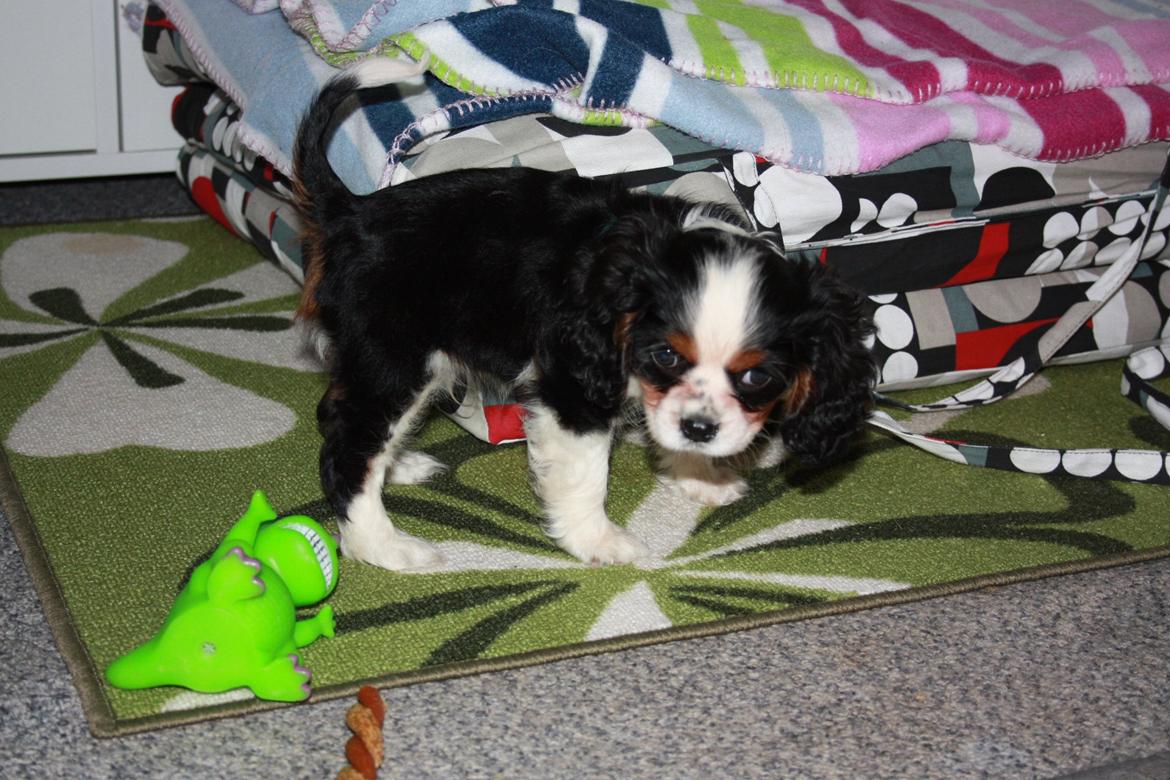 Cavalier king charles spaniel Pelle billede 13