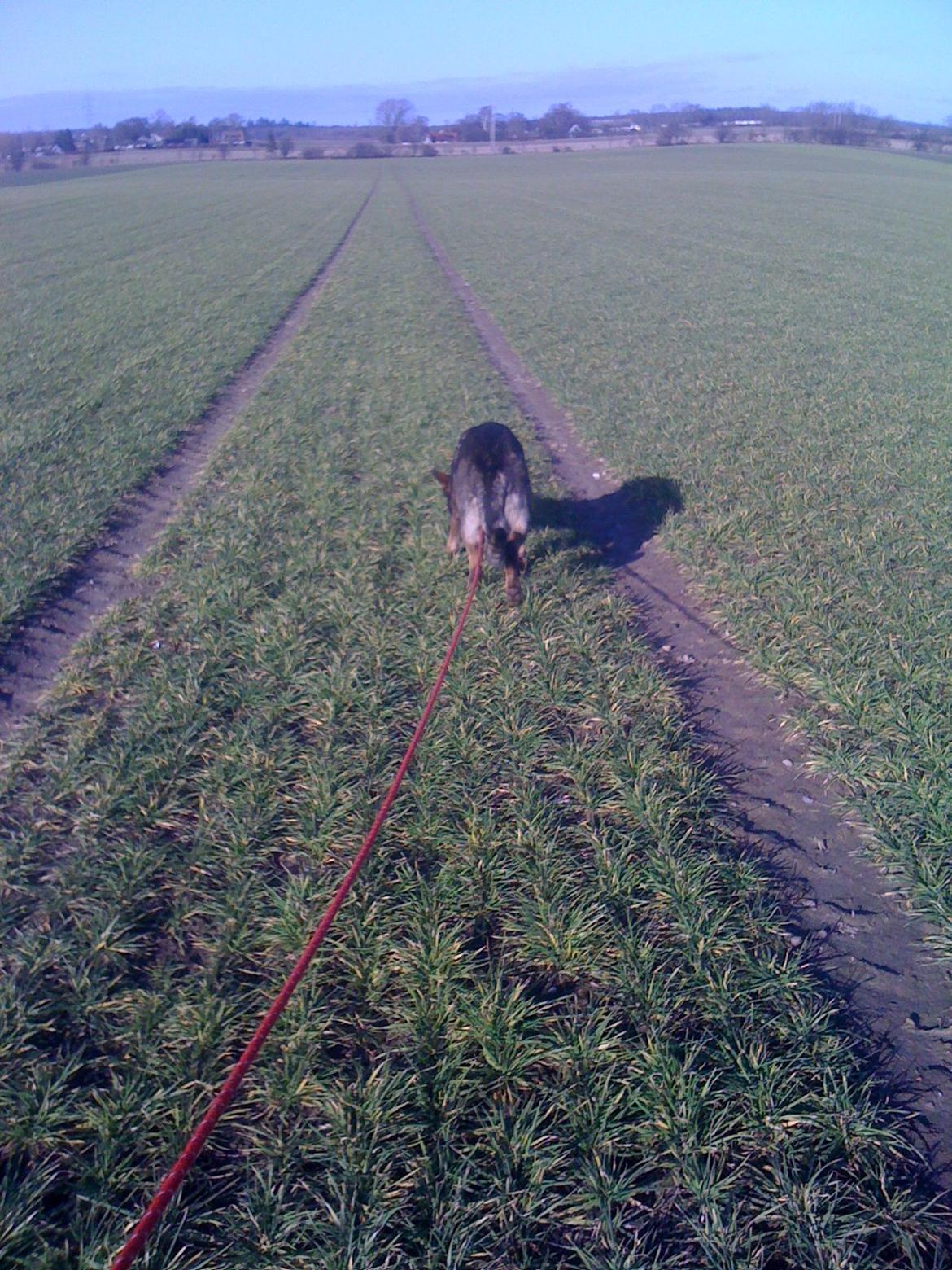 Schæferhund Team Kenzally Bascha billede 14
