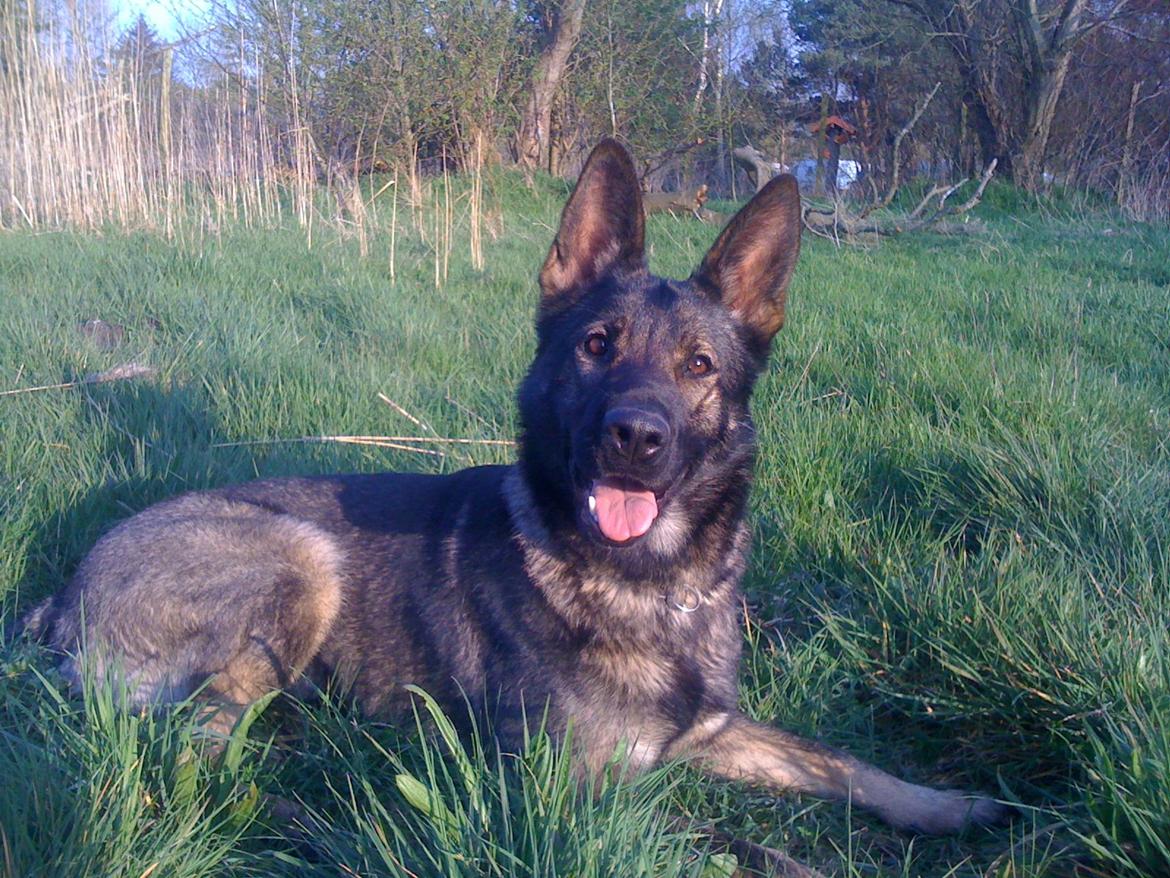 Schæferhund Team Kenzally Bascha - Sommeren 2012 billede 1