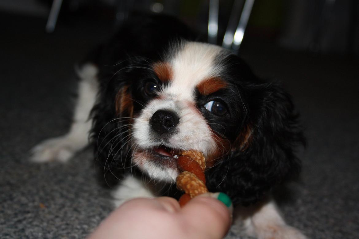 Cavalier king charles spaniel Pelle billede 14