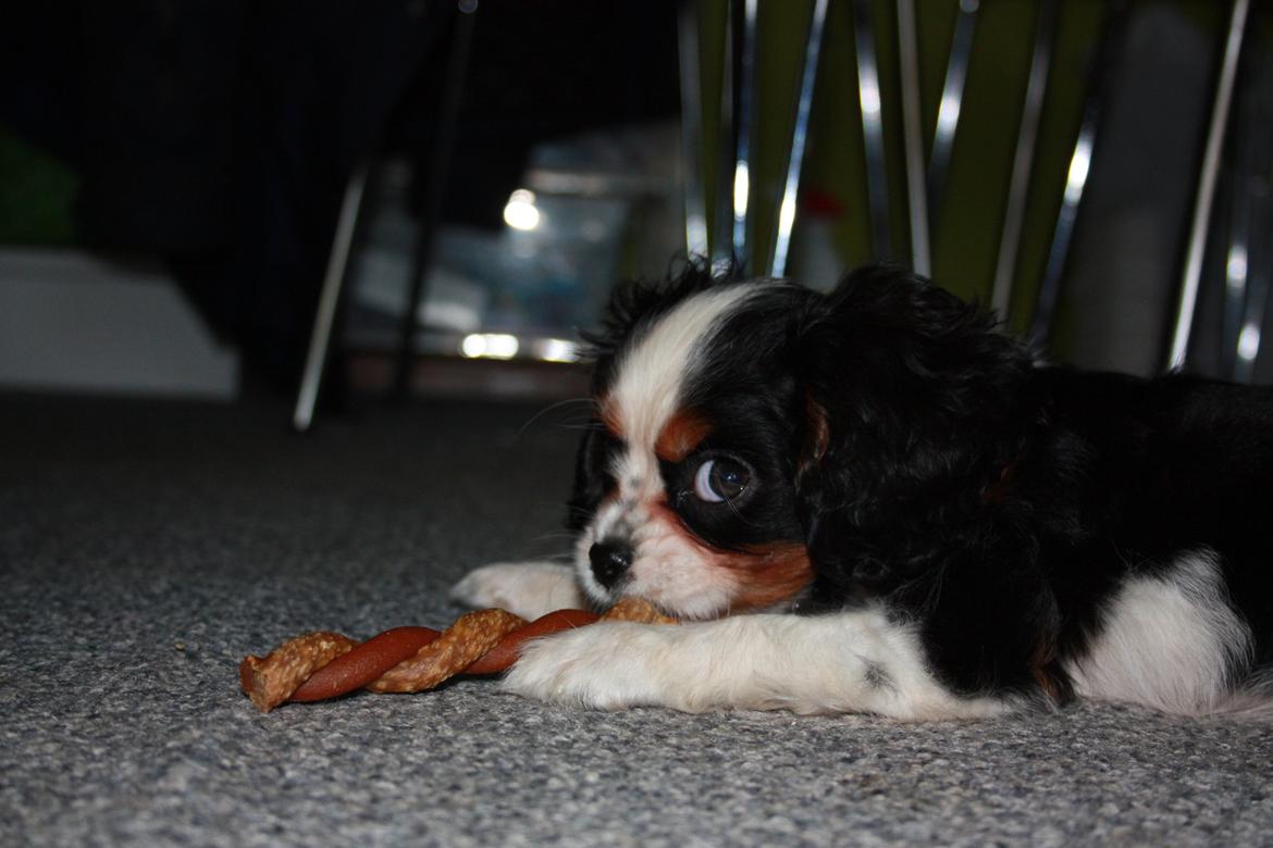 Cavalier king charles spaniel Pelle billede 15