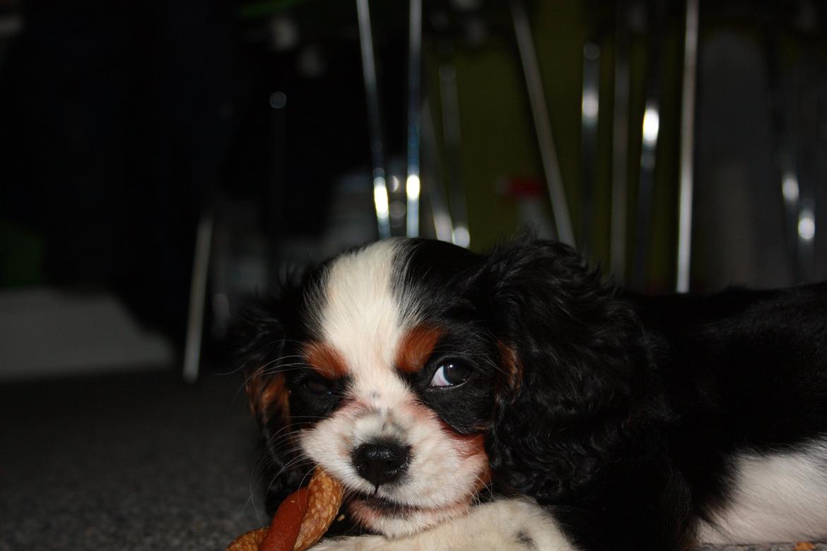 Cavalier king charles spaniel Pelle billede 17