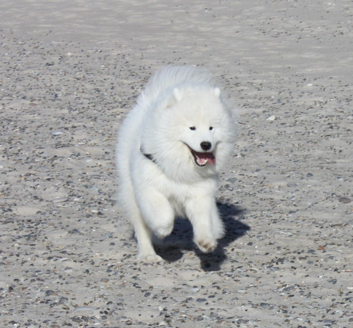 Samojedhund Cabaka's Turn It Up -"Turner" billede 9