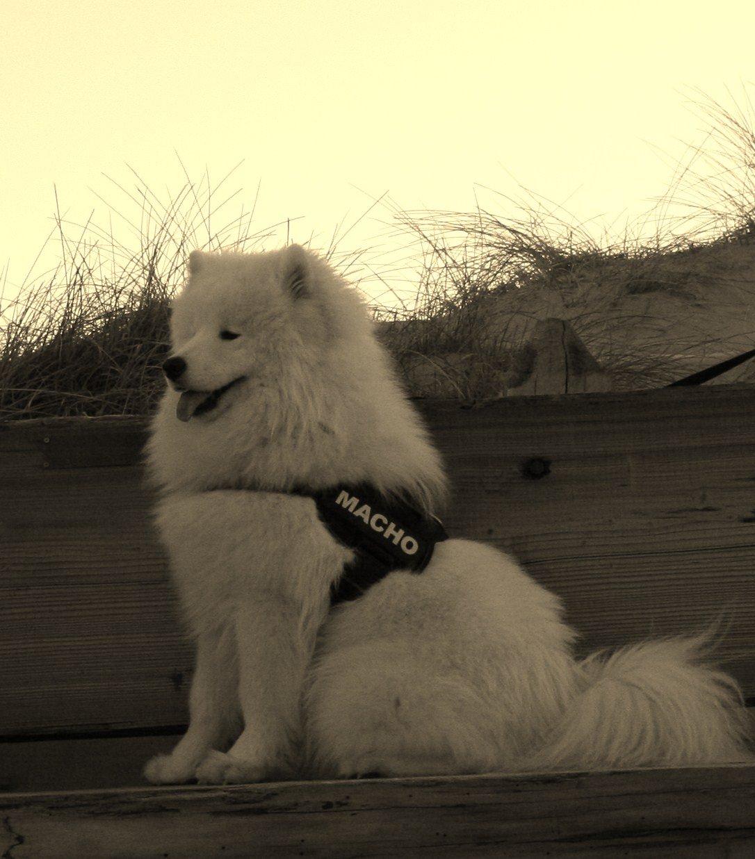 Samojedhund Cabaka's Turn It Up -"Turner" - Turner 11 mdr billede 1