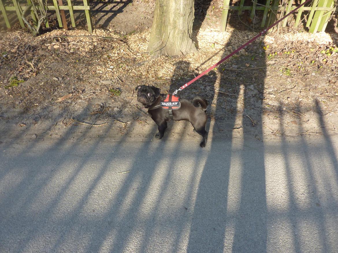 Mops Berta - Berta 6 måneder. På tur på Assistens Kirkegård billede 36