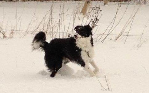 Border collie Cosmo billede 1