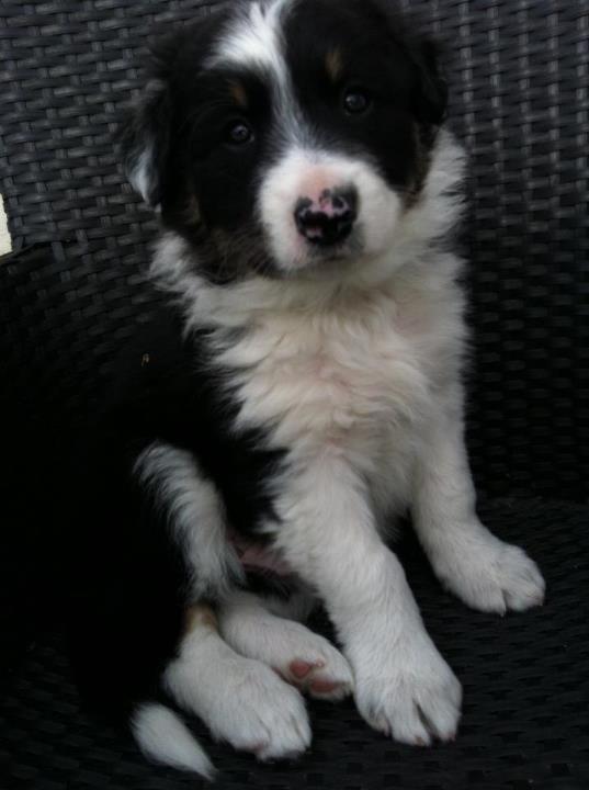 Border collie Cosmo billede 2