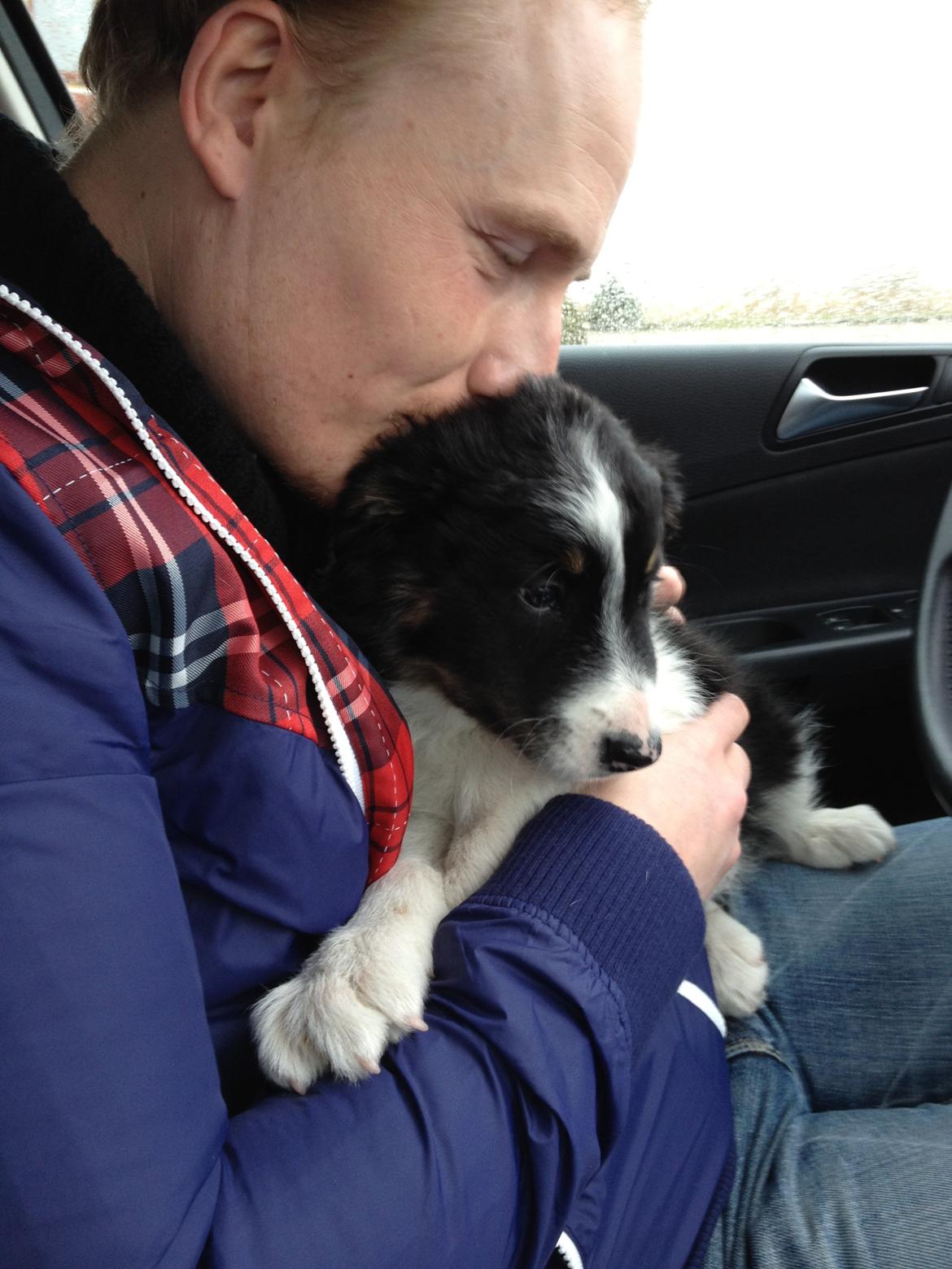 Border collie Cosmo billede 3