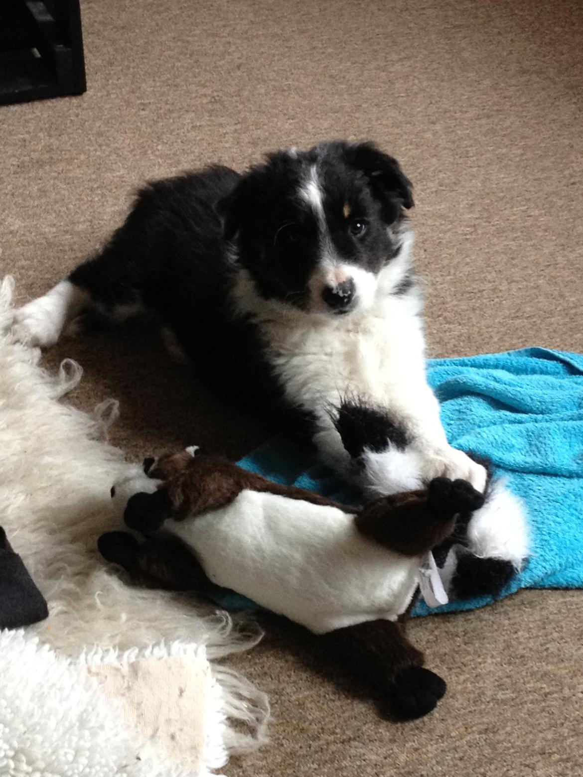 Border collie Cosmo billede 4