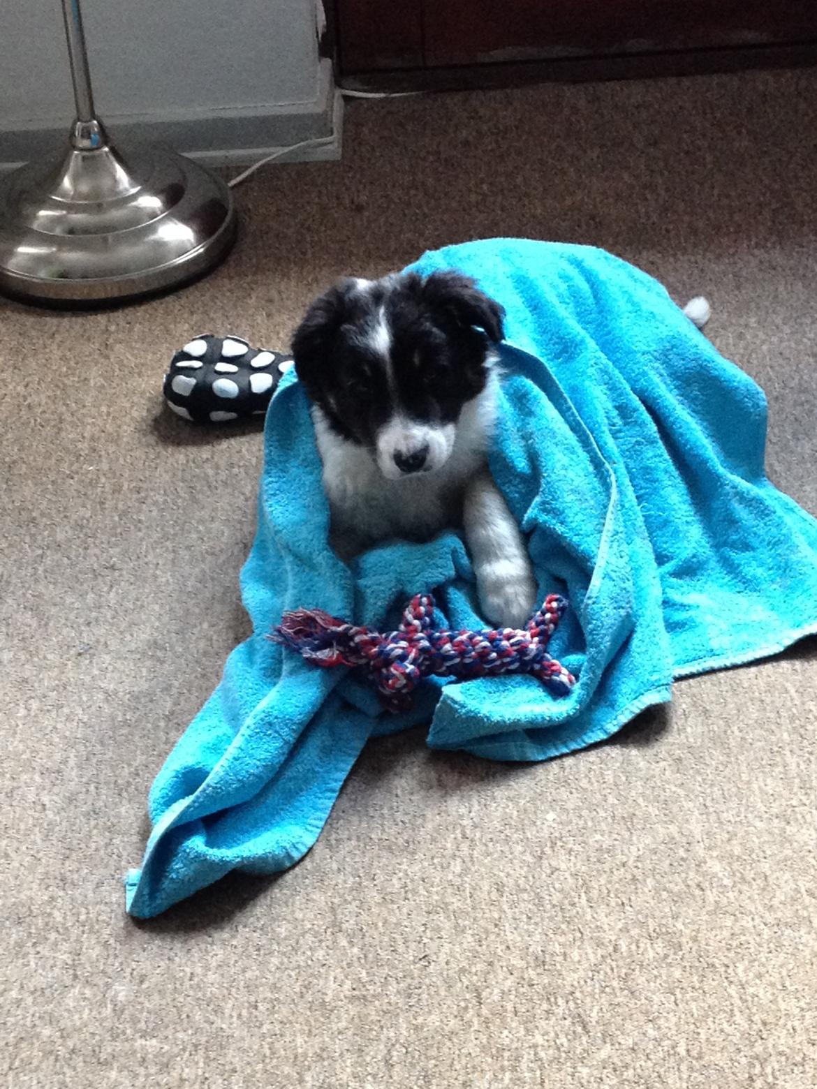 Border collie Cosmo billede 5