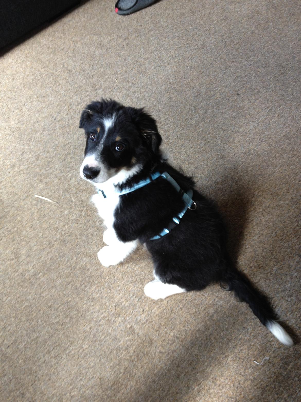 Border collie Cosmo billede 6