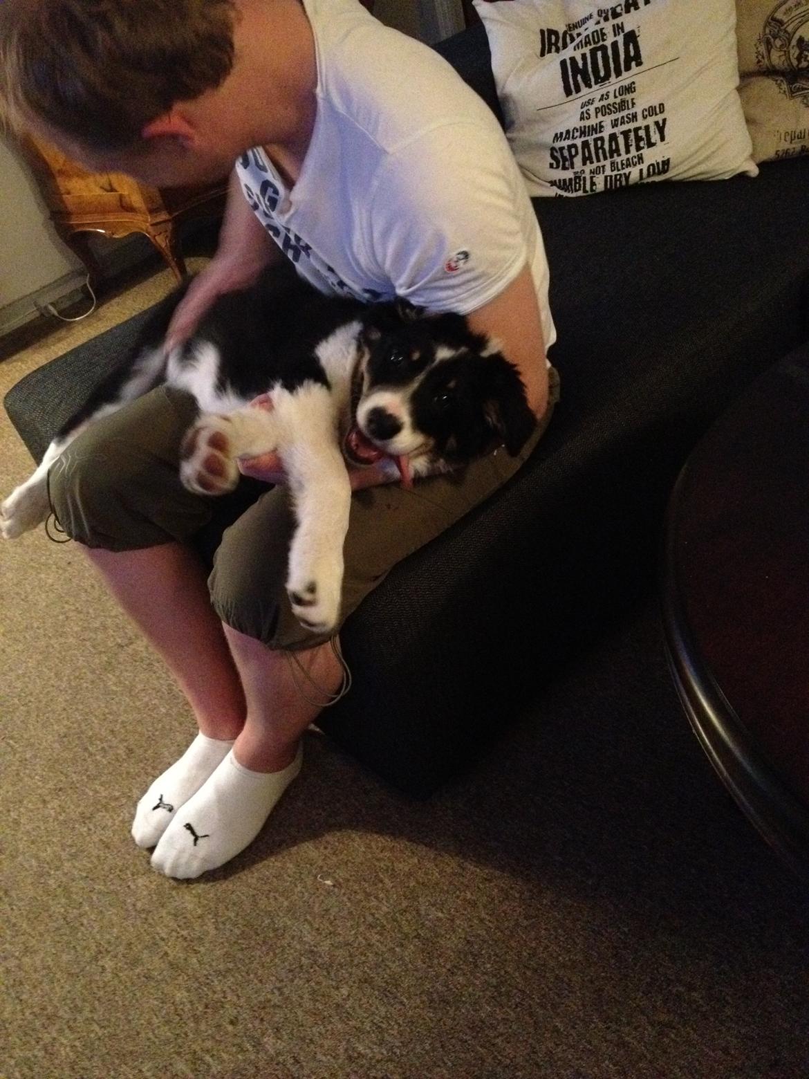 Border collie Cosmo billede 7