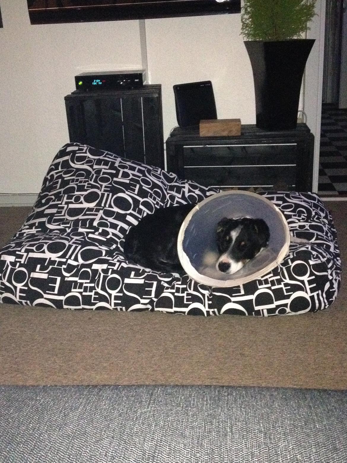 Border collie Cosmo billede 8