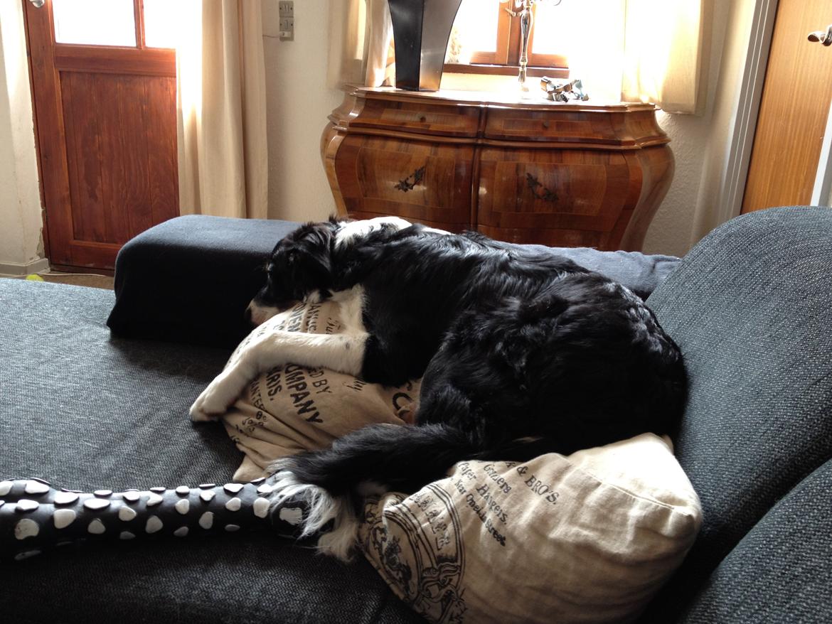 Border collie Cosmo billede 9